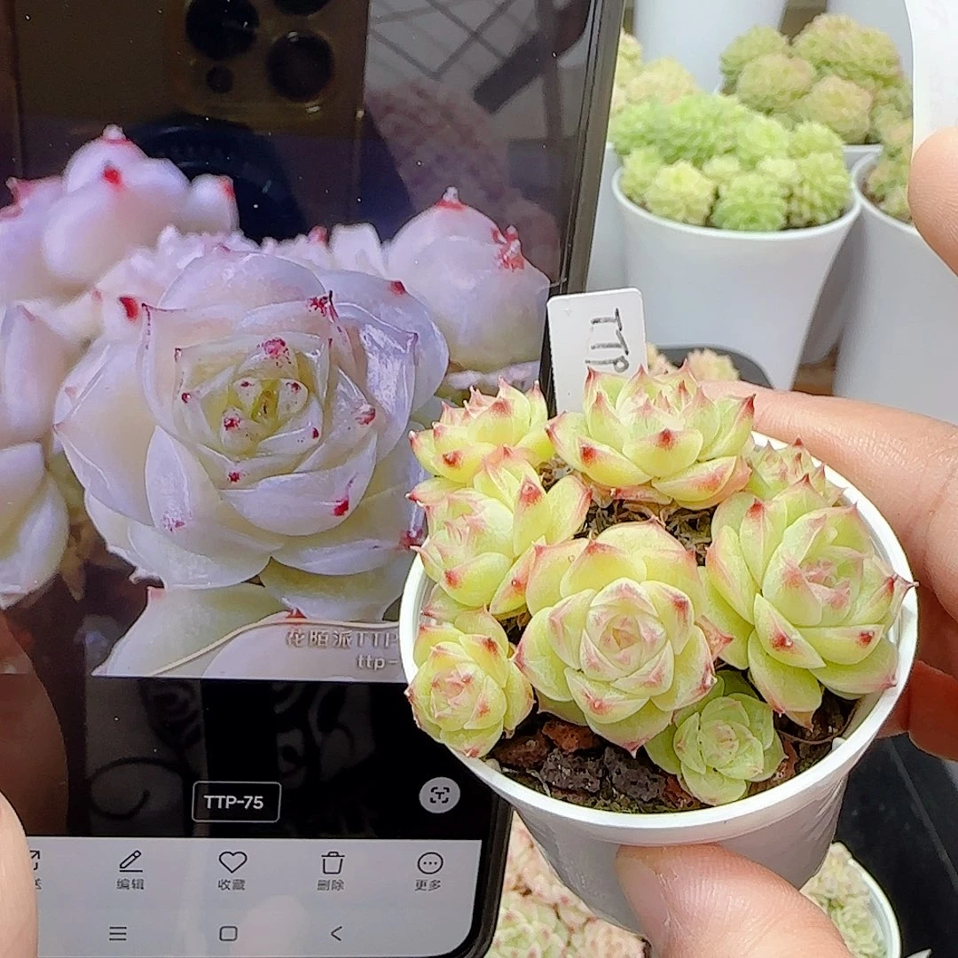 1101-18（ttp-75）优选