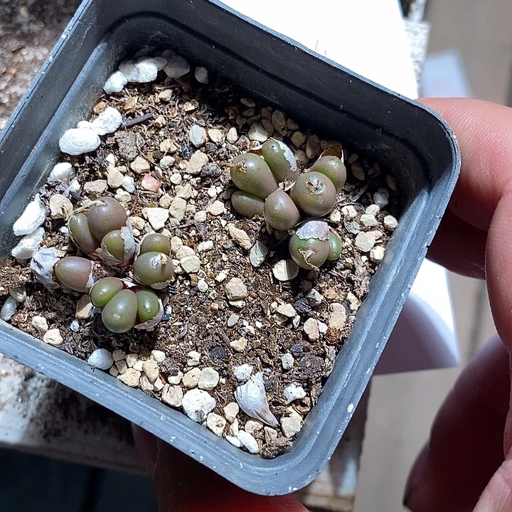 26344。  紫葡萄一盒。