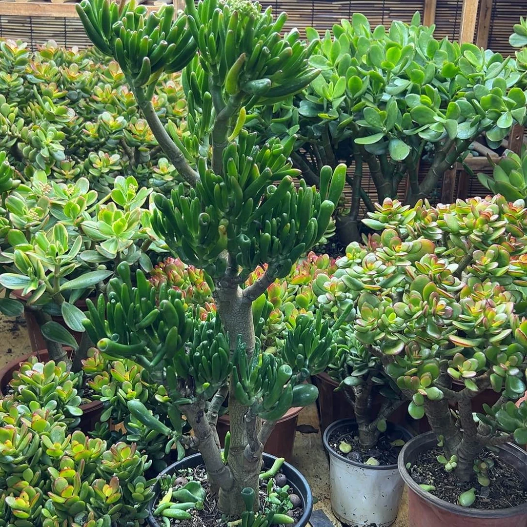 吸财树一物一拍带盆带土