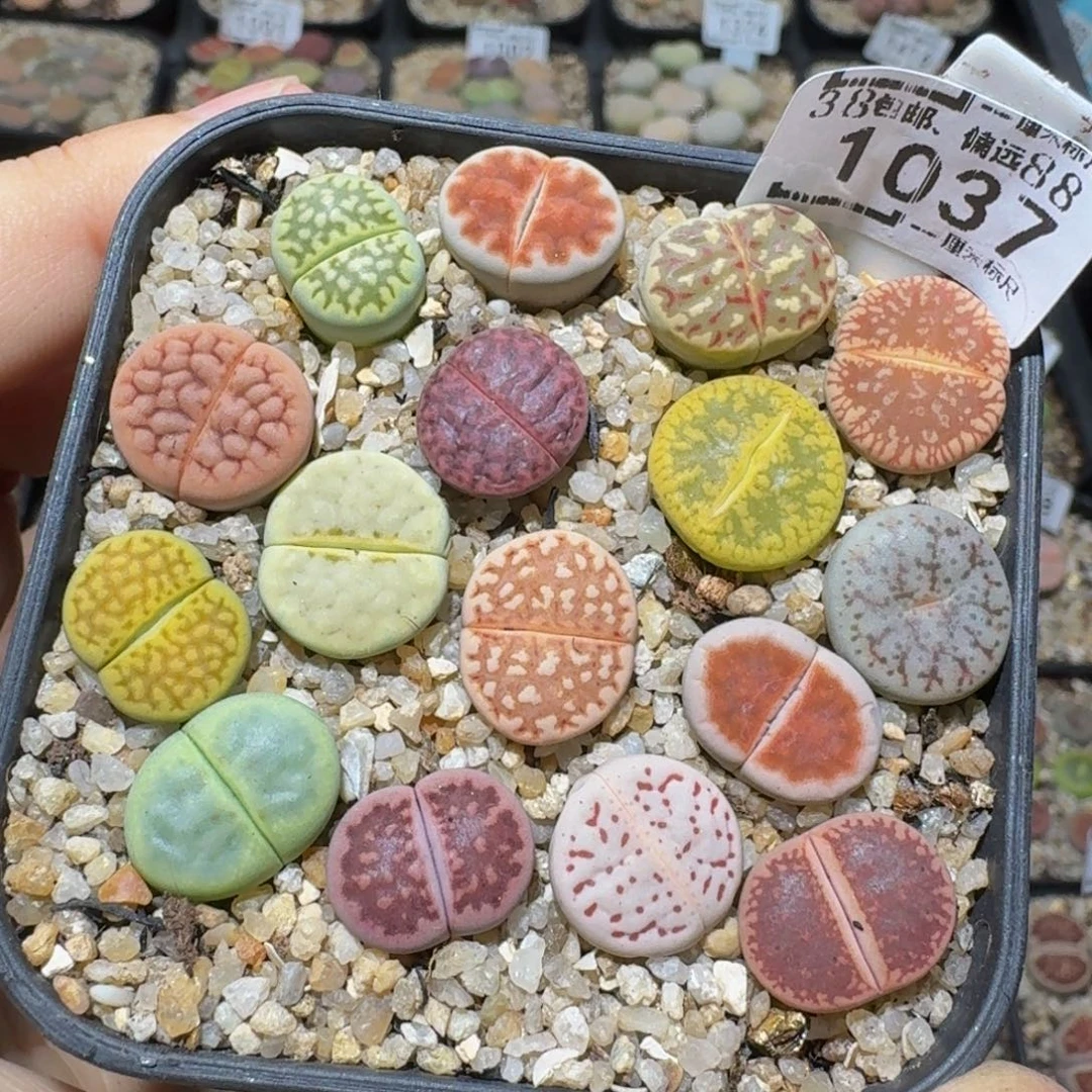 zzzz精品生石花1037