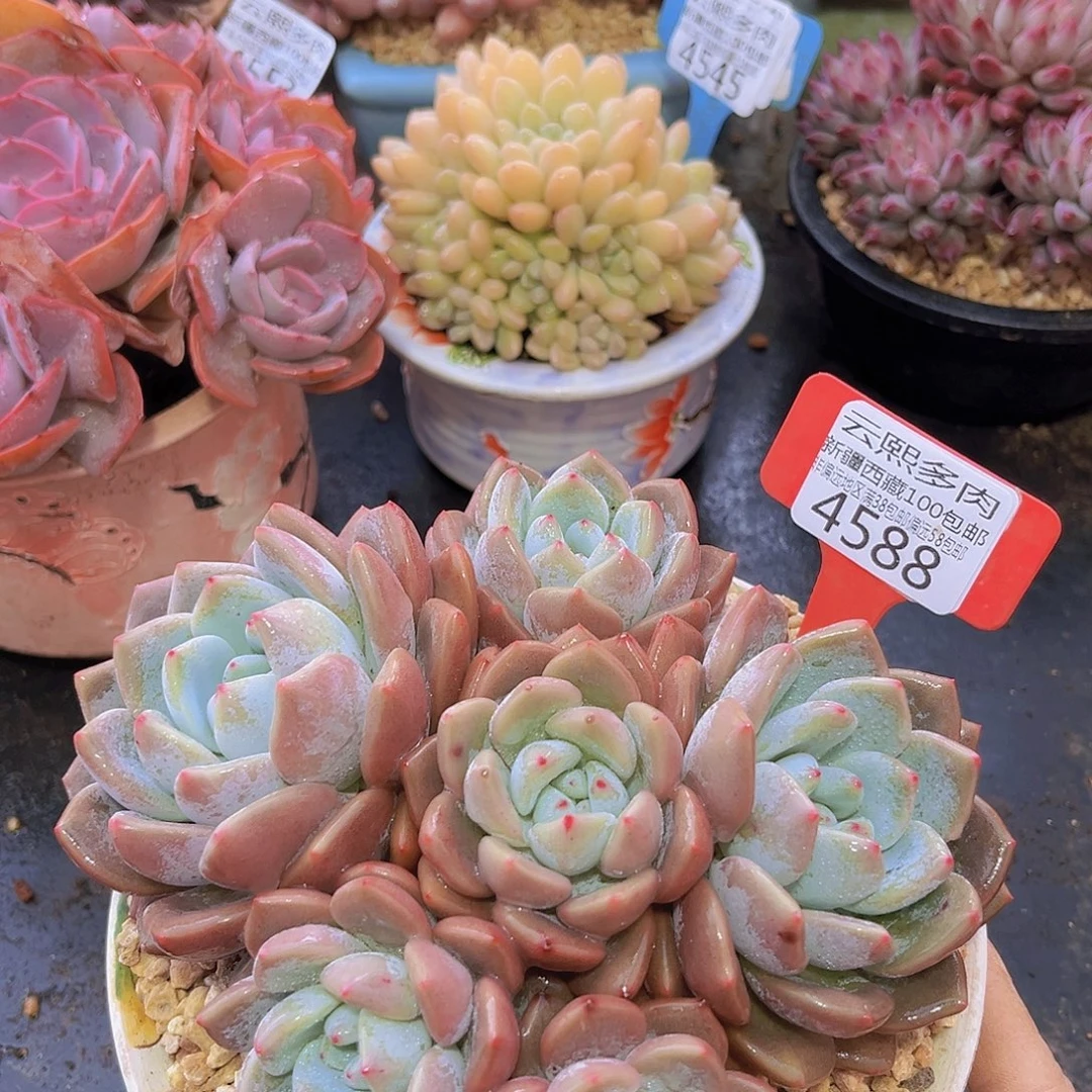 4588奥橙多肉植物