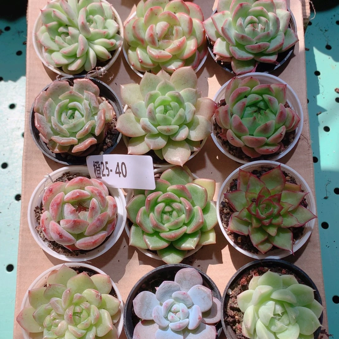 25-40一物一拍多肉带盆18颗