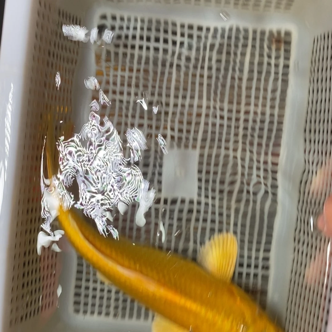 锦鲤冷水锦鲤包邮