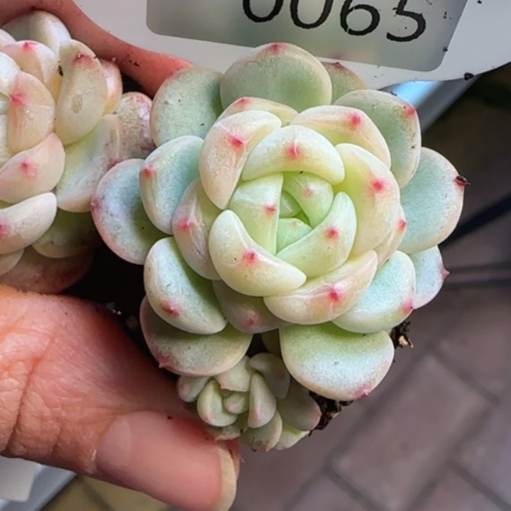 65号       09甜心