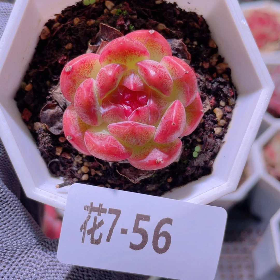 花利美 7-56精选糖心