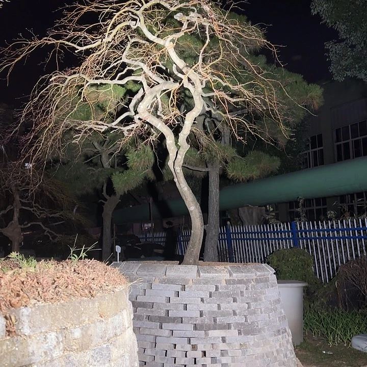 无花朵庭院景观羽毛枫
