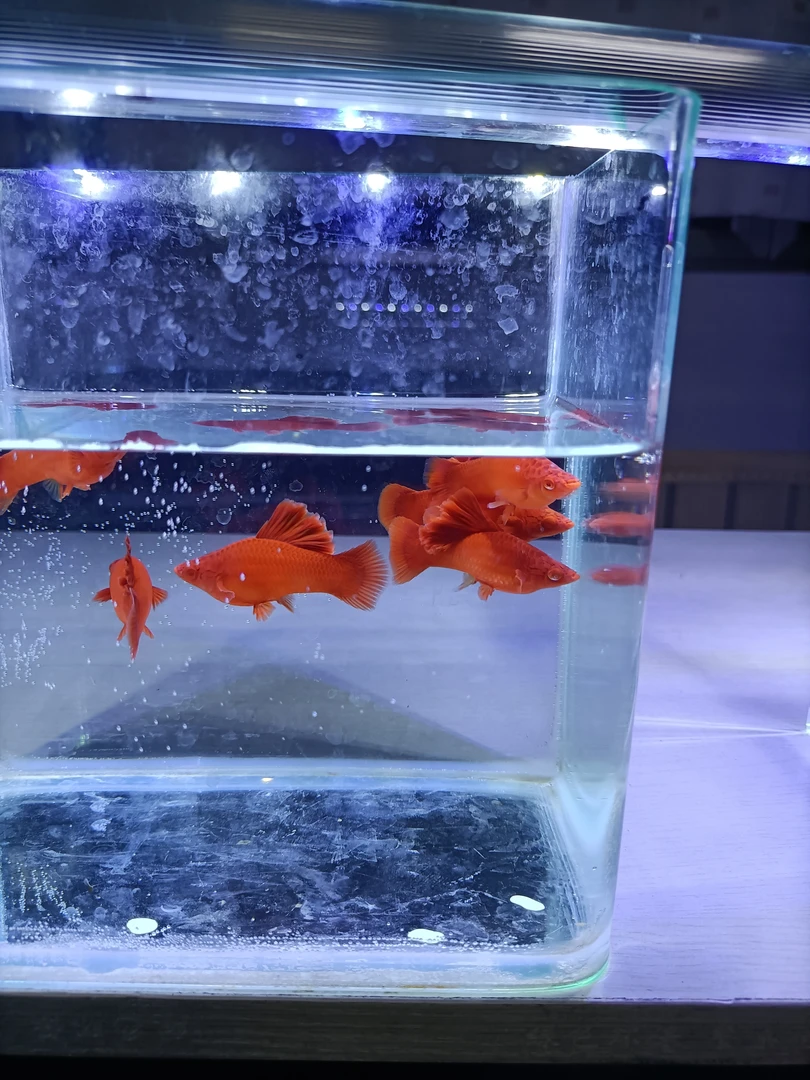 3对5-6厘米的短板菊花帆高鳍红箭鱼