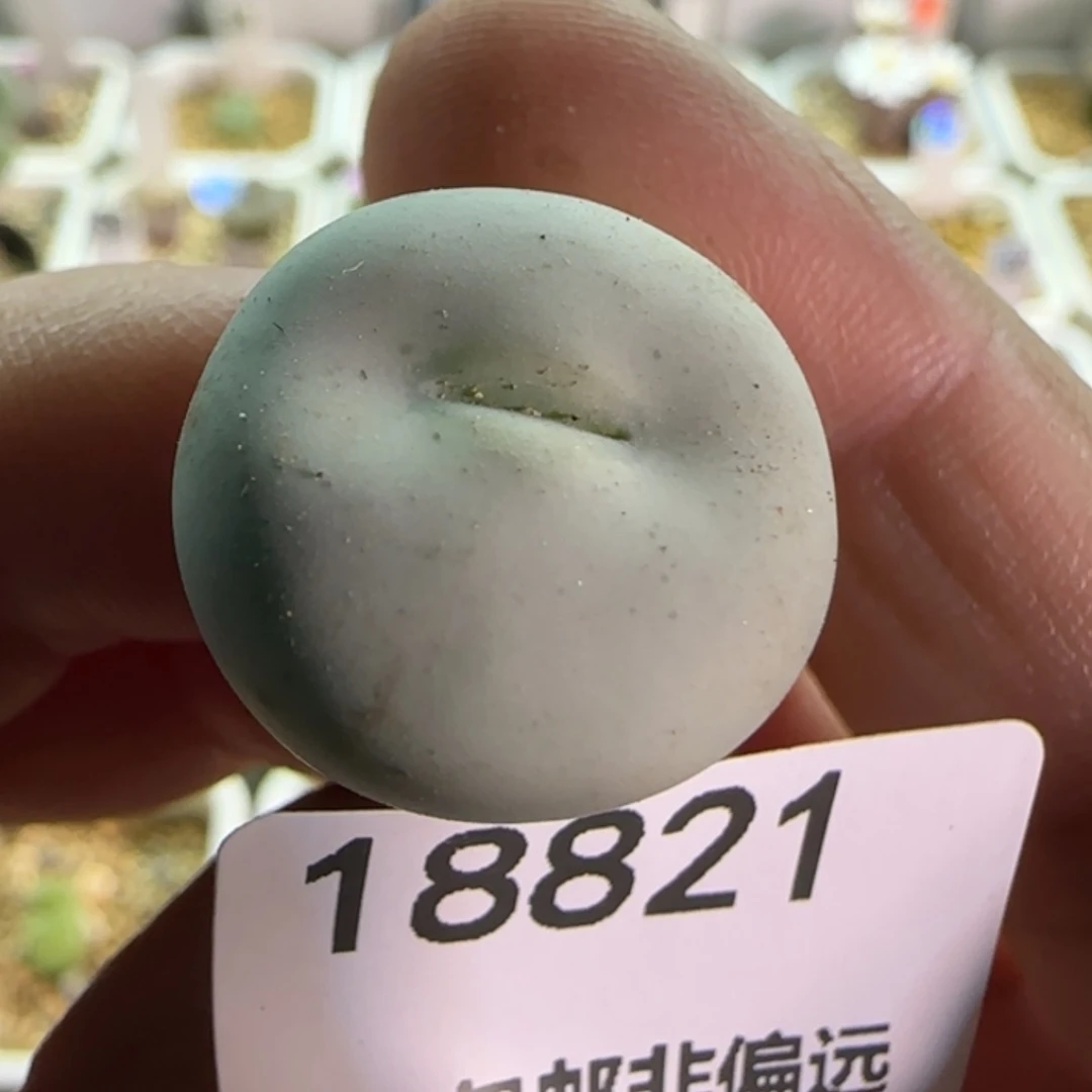 【闪购商品】18821