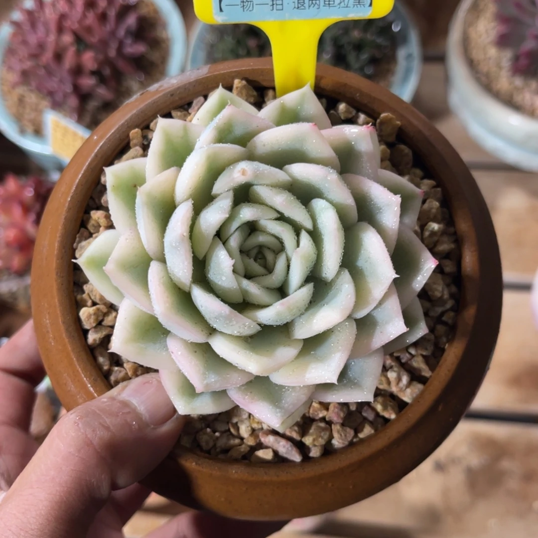 云尘多肉一物一拍不含盆1068