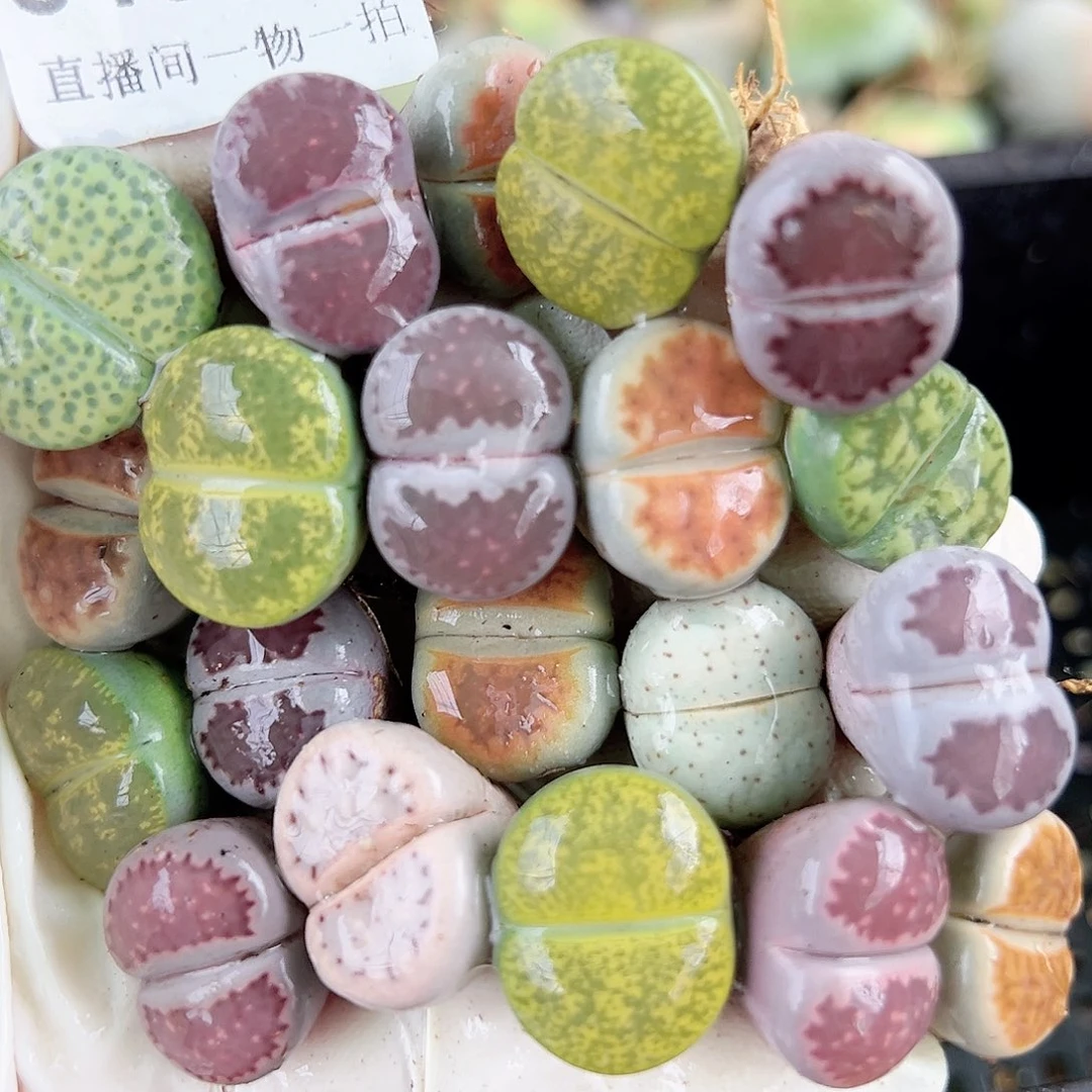 8493 好养易活生石花大母本20个