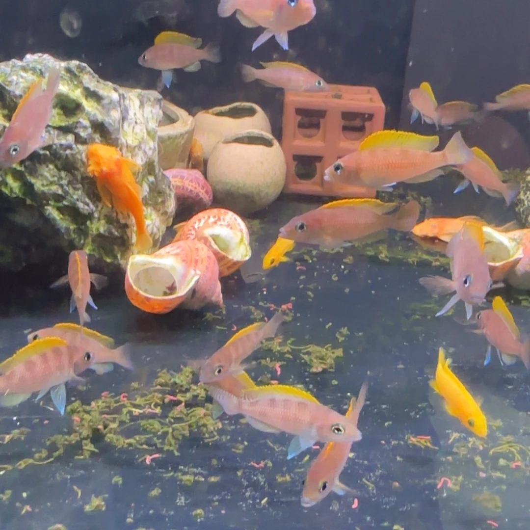 龙睛金鱼直播大黄帆2条包邮价