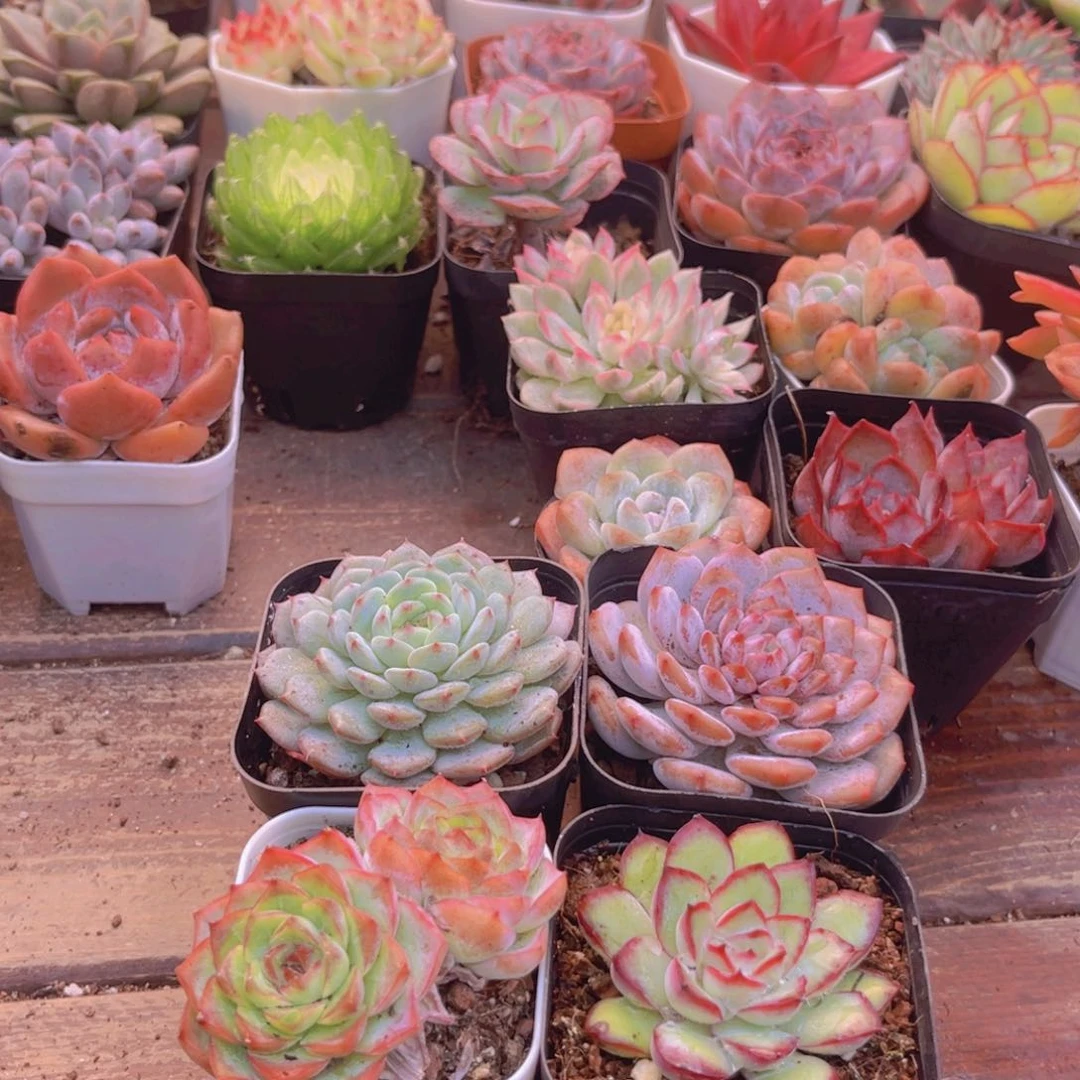 白胖子➕星星橙➕女王➕肉酱