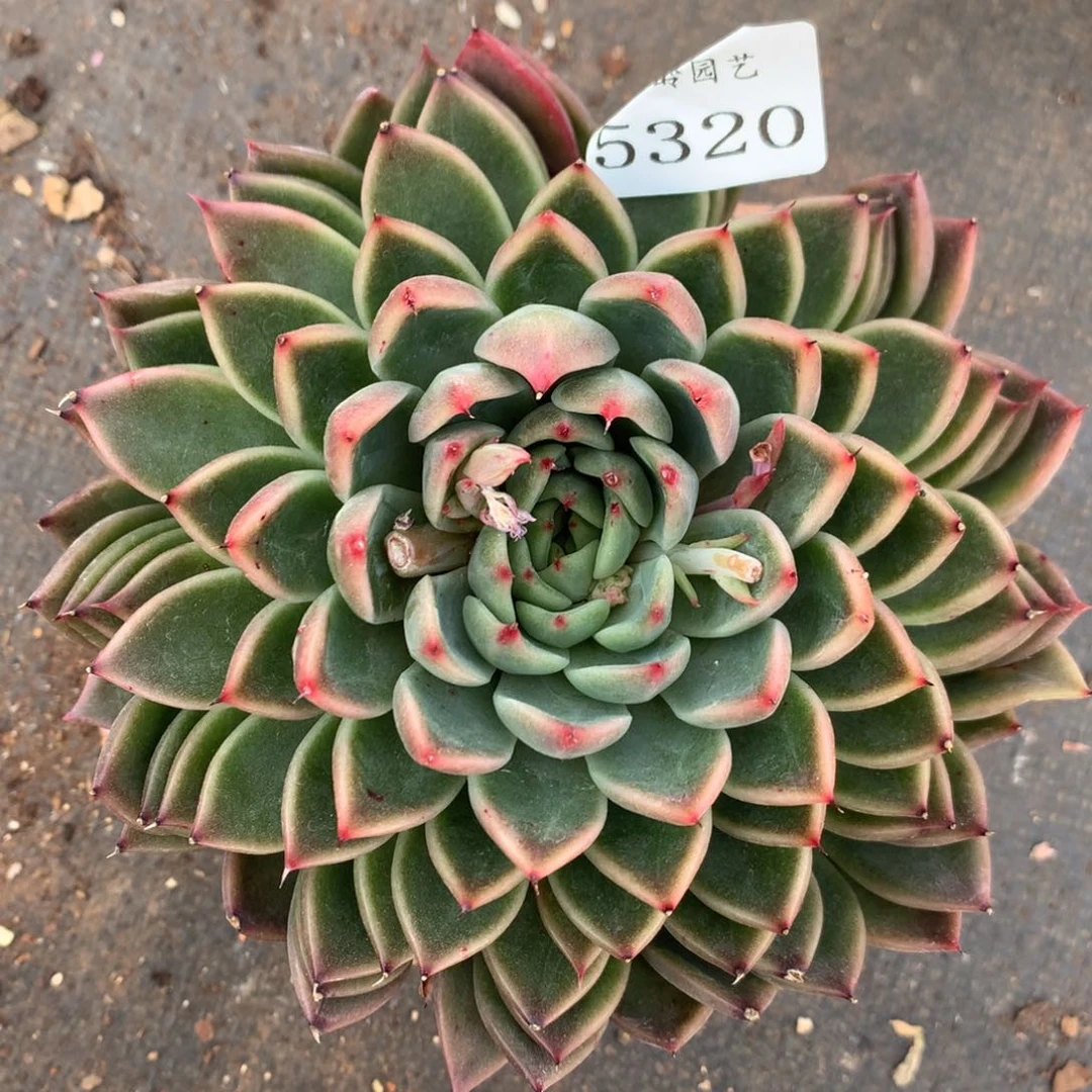 5320杂交精品基地13厘米