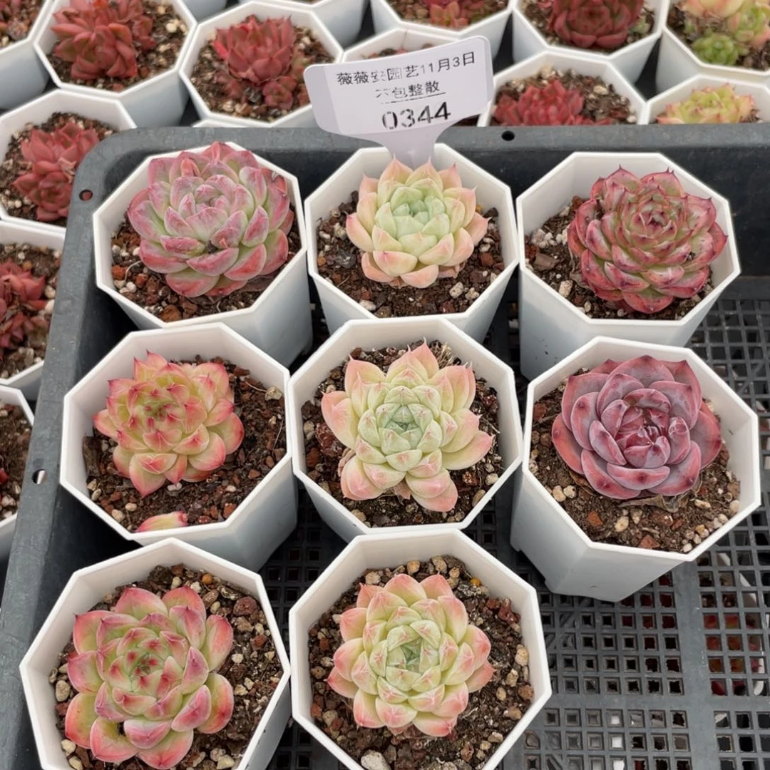 不包整散 盆子不售后0344