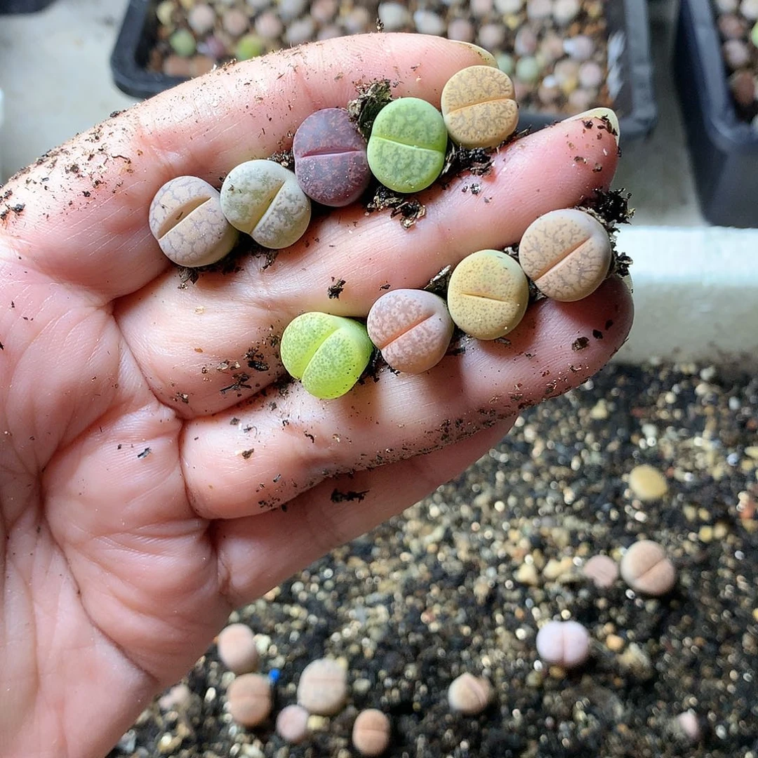 H267多肉植物保护