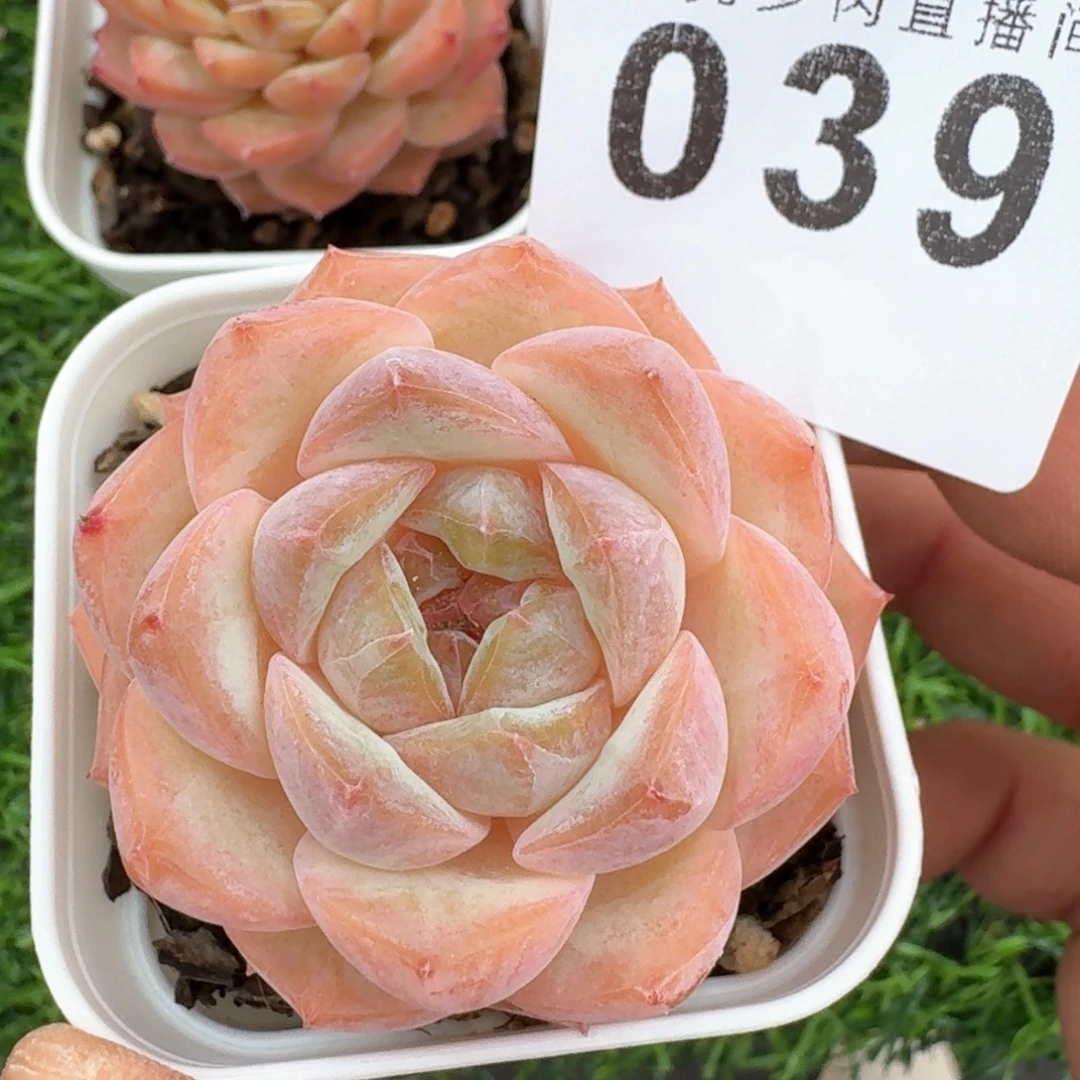 粉体孤品          开播福利多肉