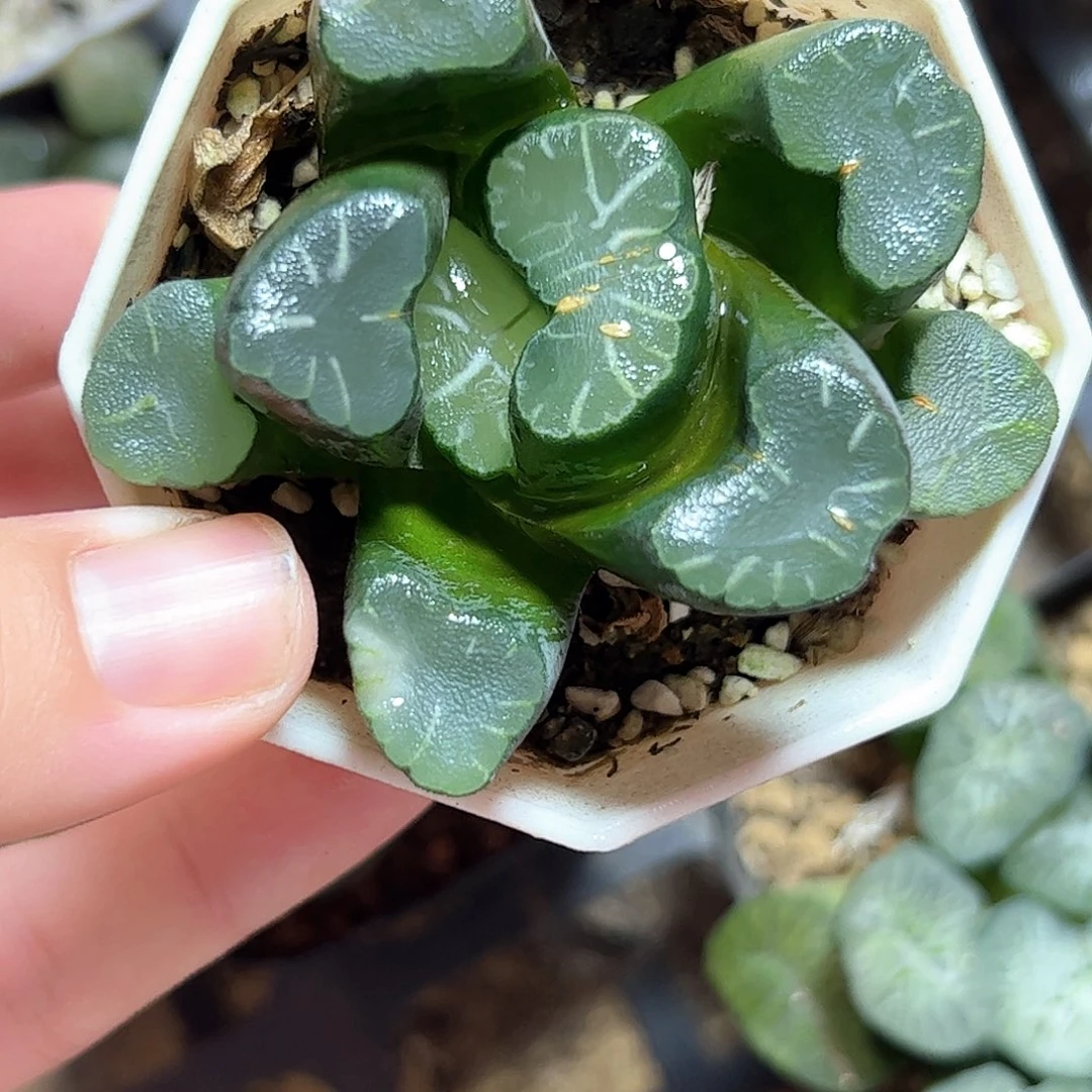 大窗万象十二卷多肉植物