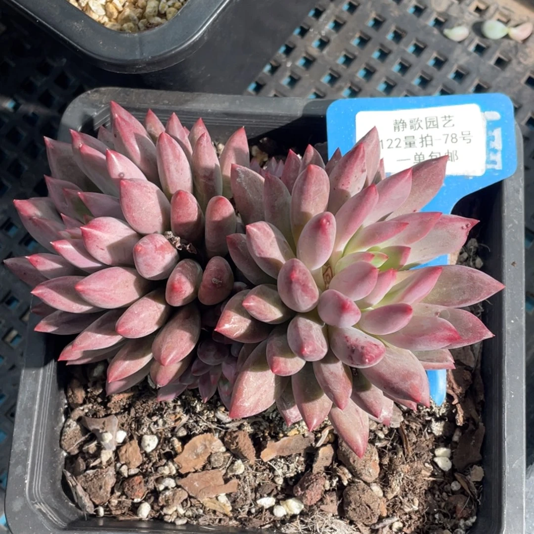 1122-78-水晶球福利一颗