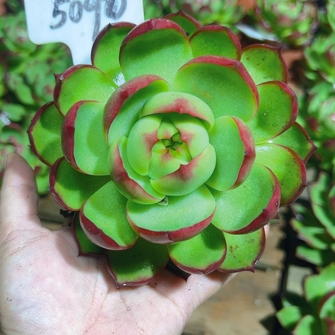 惊鸿仙子5090号一物一拍