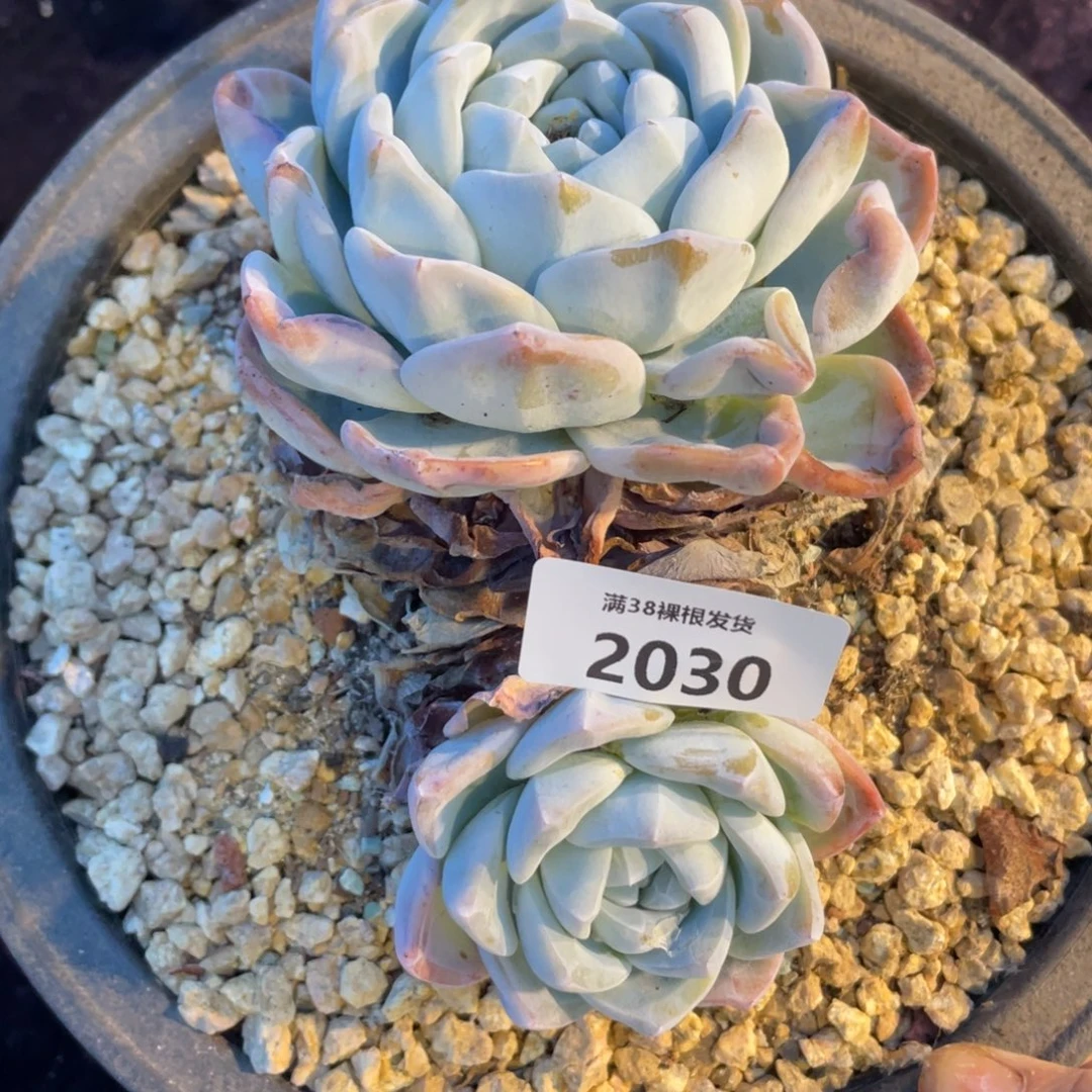 何***亭2038冰玉双头多肉植物