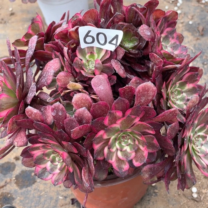604多肉植物红金刚