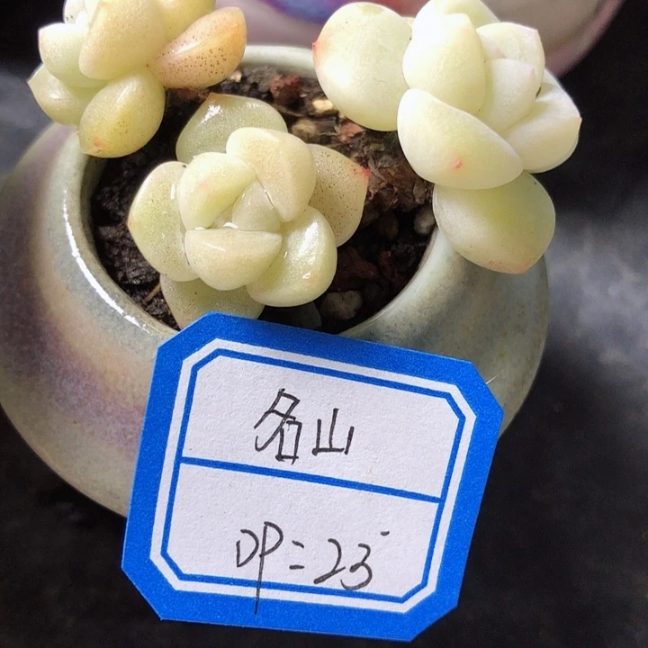 名山         带盆