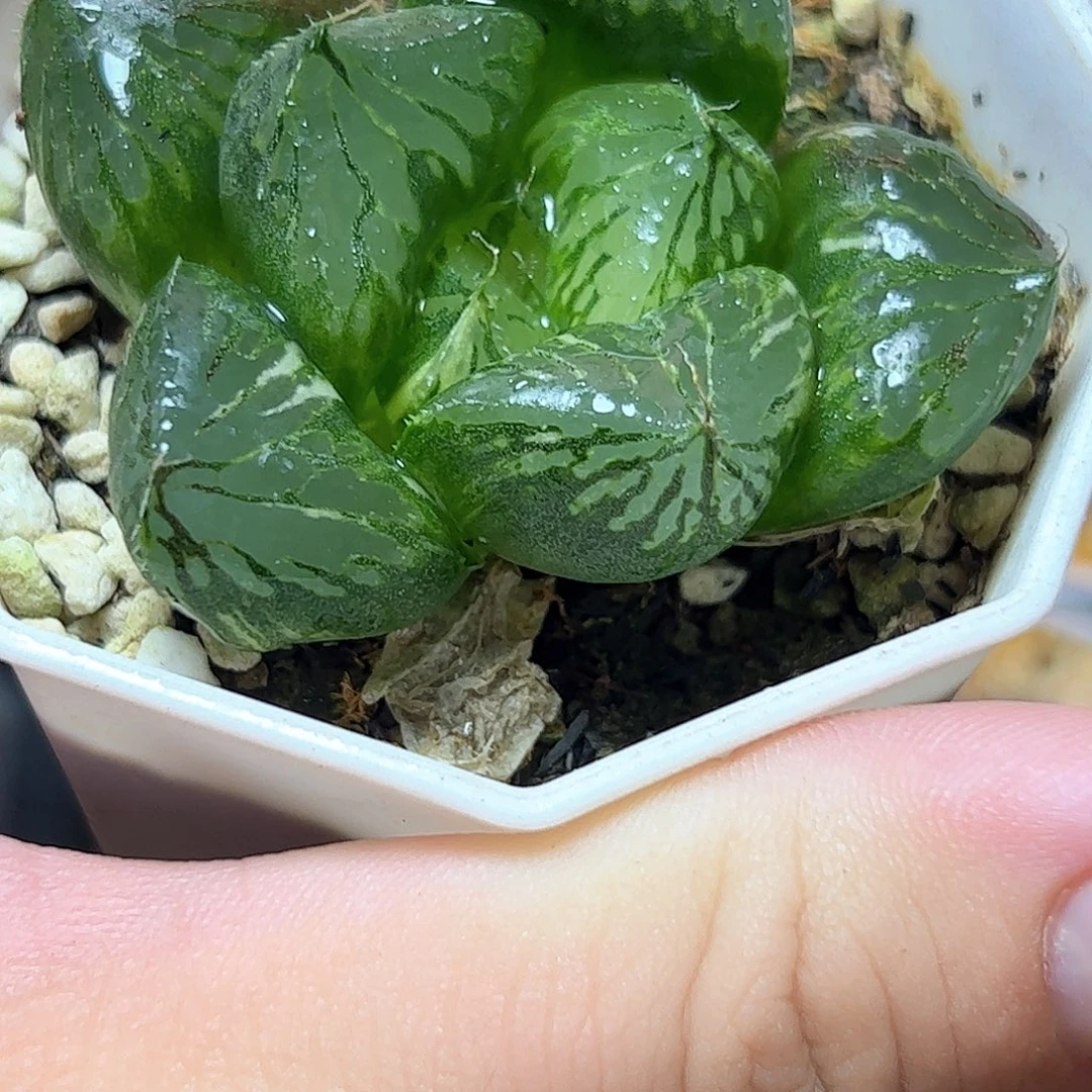 三鲜寿锦十二卷多肉