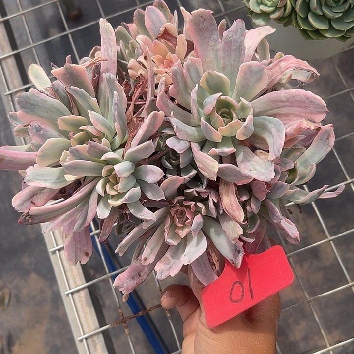 晨语多肉，一物一拍10花车锦