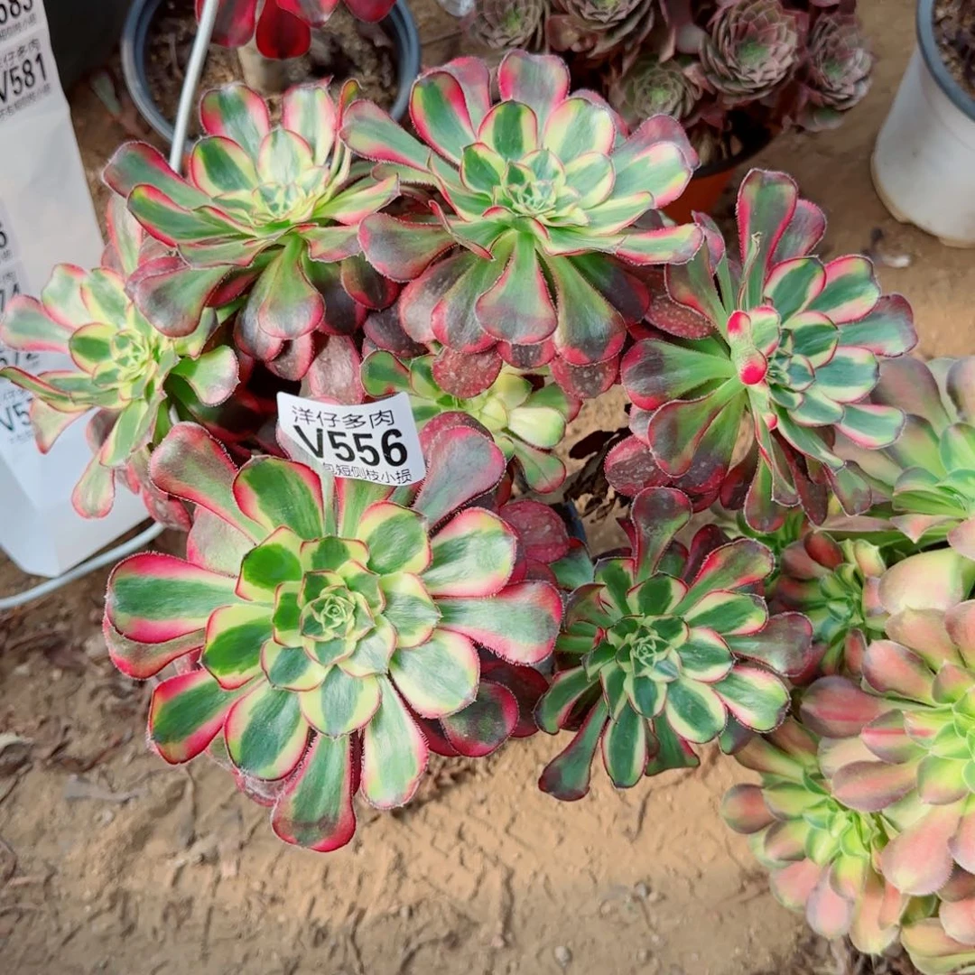 冰淇淋发师556冠幅26