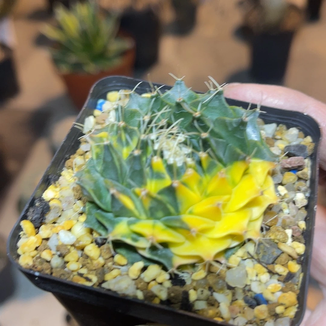 帝冠锦四大名球之一