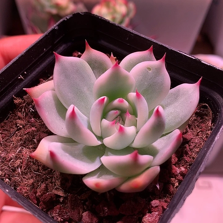 吉娃娃锦锦锦锦锦