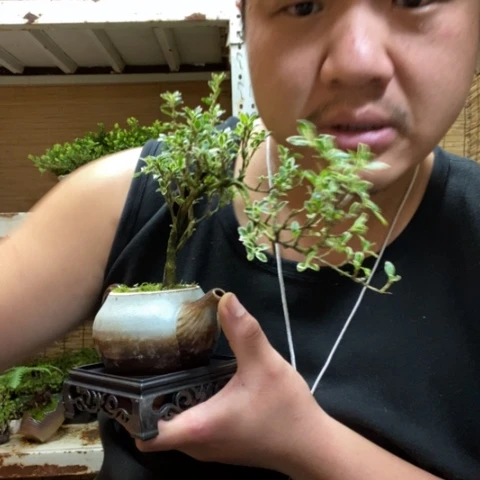 红陶甜****?一物一拍所见即所得97