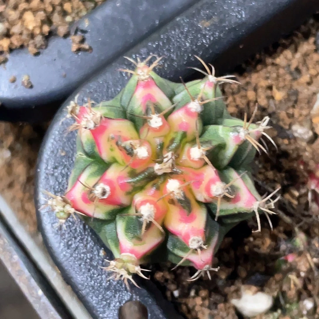 无花朵泰系名品侧，好彩