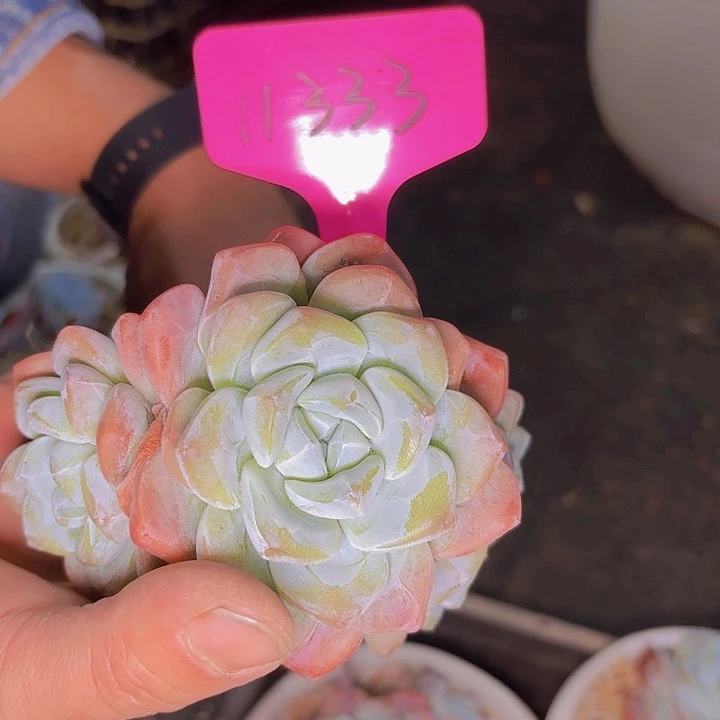 悠*11333冰玉一物一拍