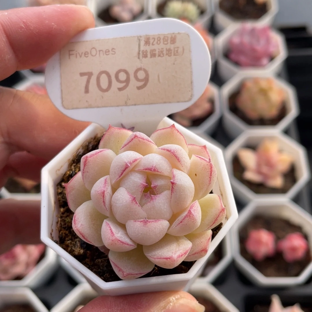 女王7099-4.0厘米