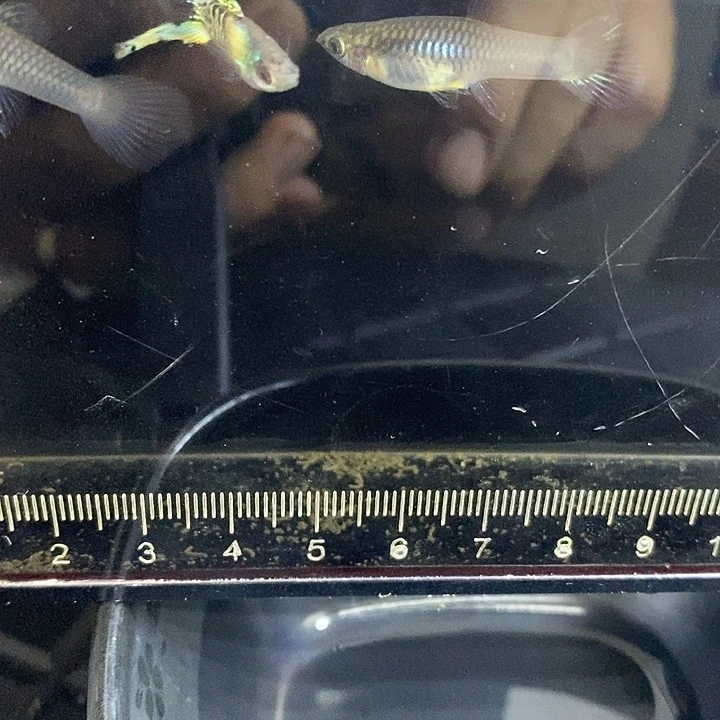 双剑两对孔雀鱼孔雀鱼