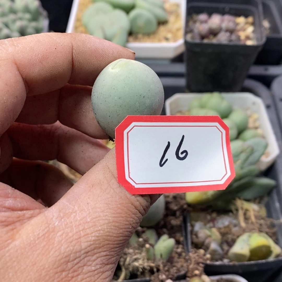 青*1566668699988888888