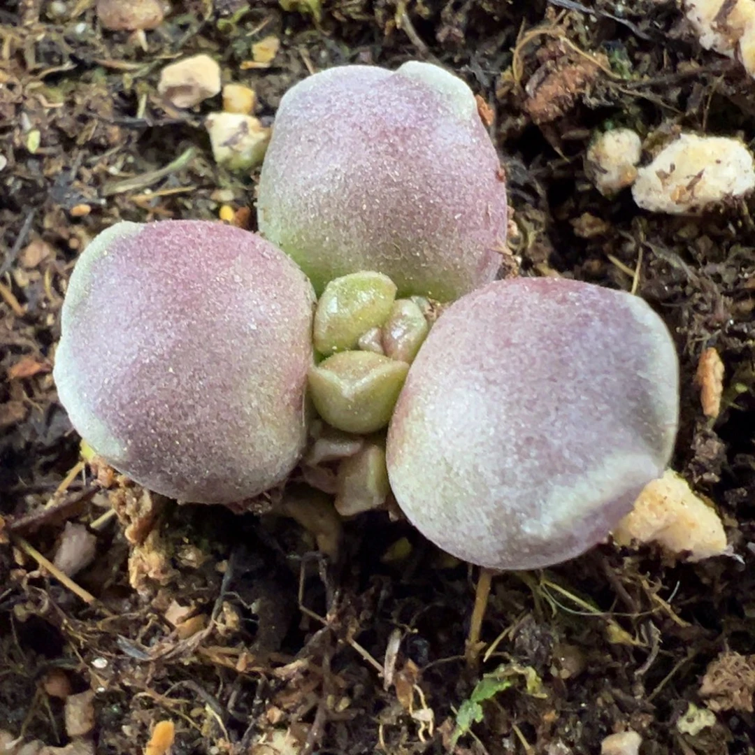 紫葡萄海豹变异多肉植物水泡