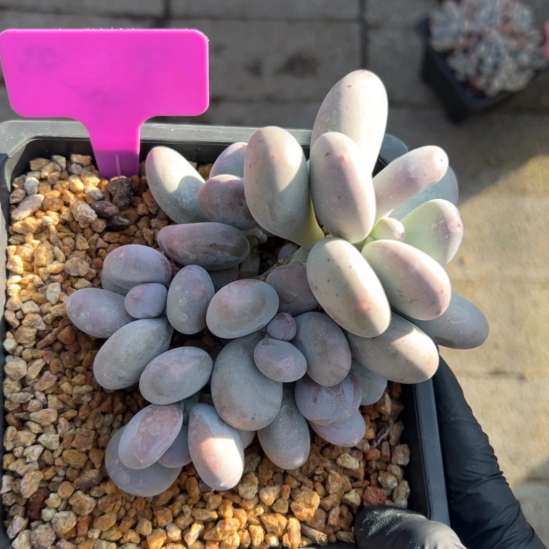 大叶奶11111111111111