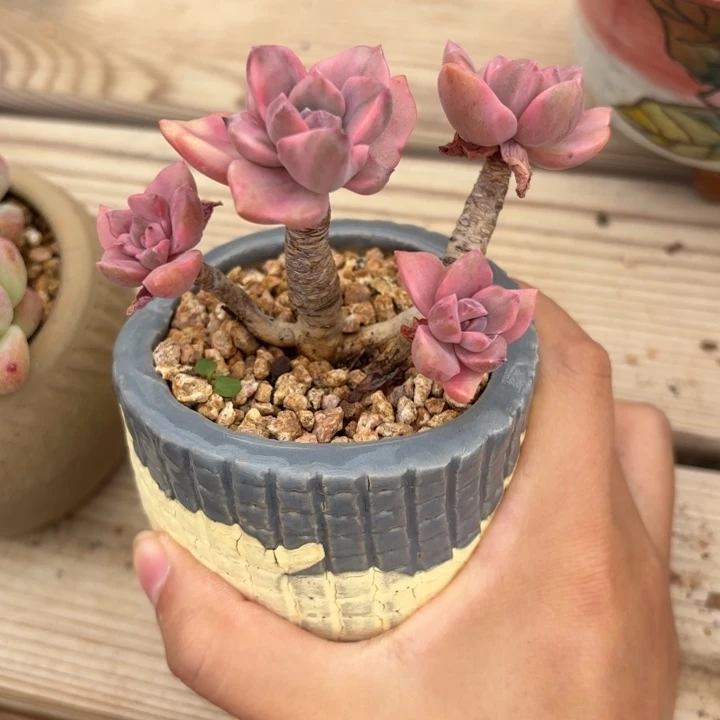 无花朵彩虹糖呀呀呀呀呀呀呀呀啊呀呀