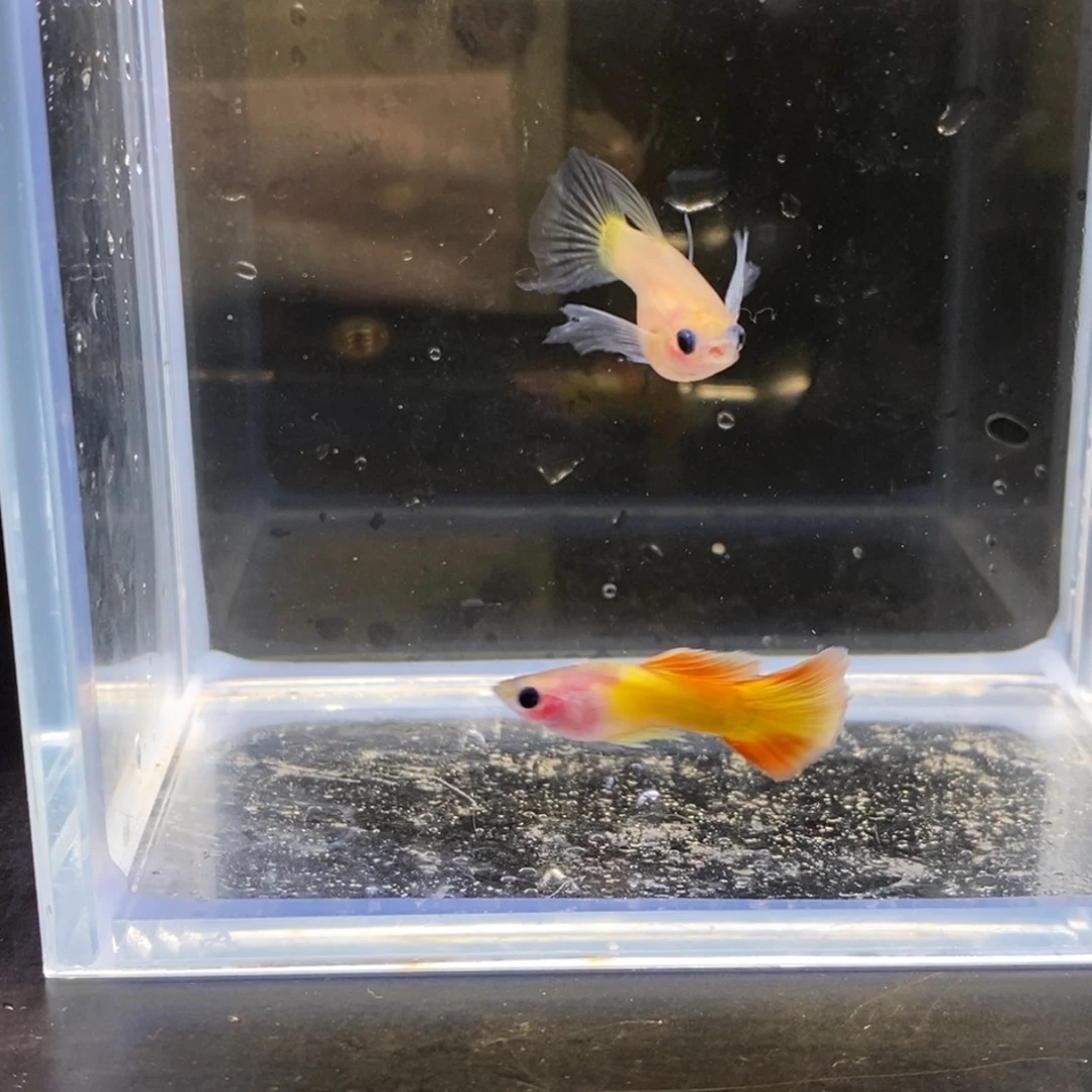 孔雀鱼皇家落日大c一对