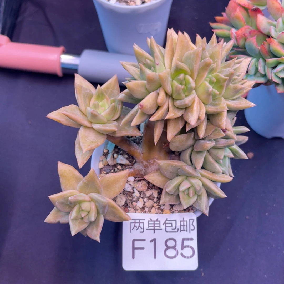 哈哈哈哈哈哈哈185
