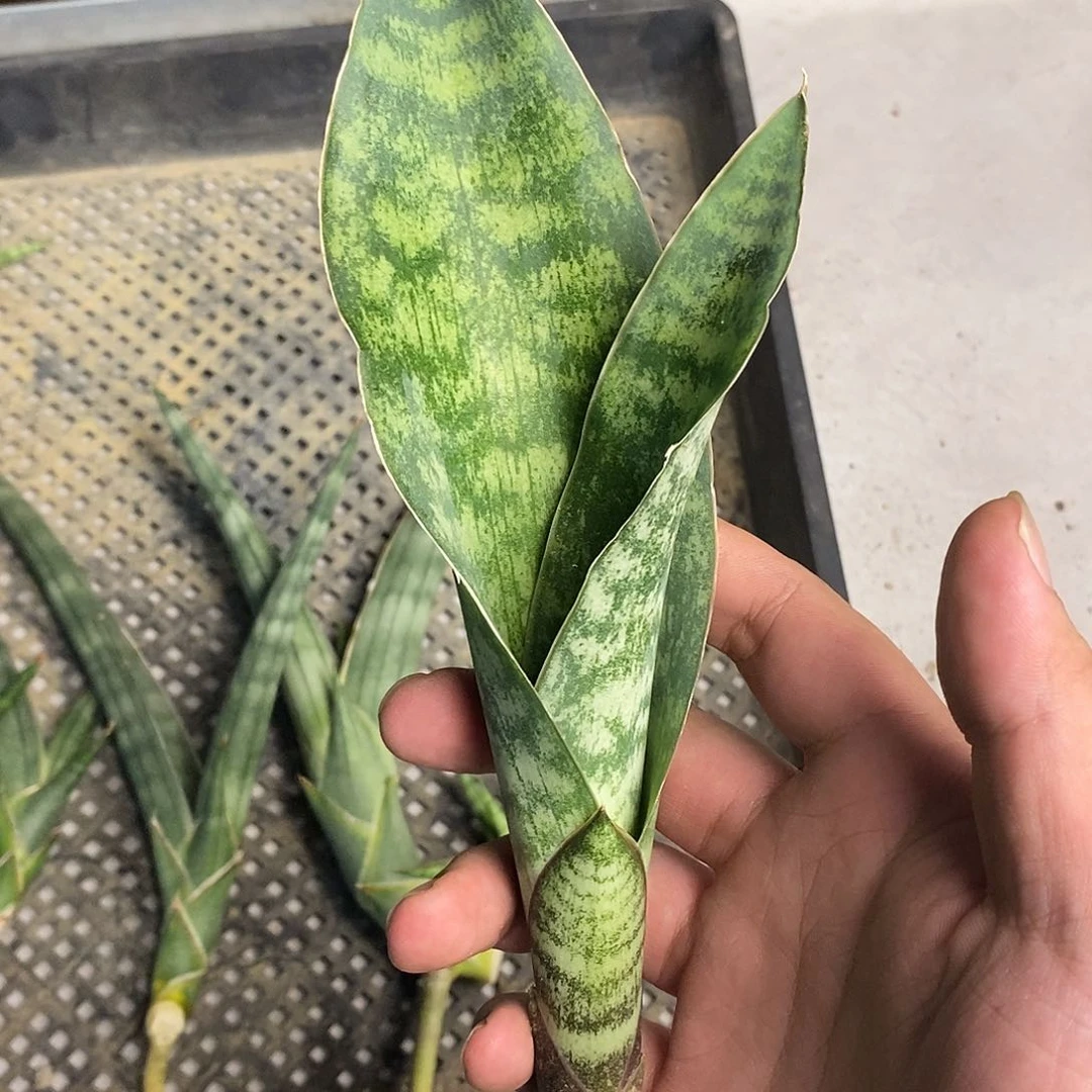 不开花植物白贝虎皮兰