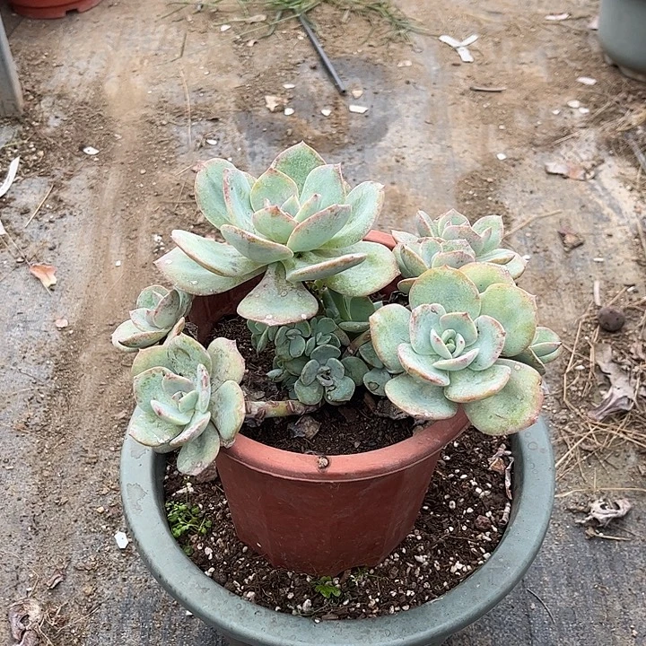 菜****343不售后白凤脱土发了货不退不换