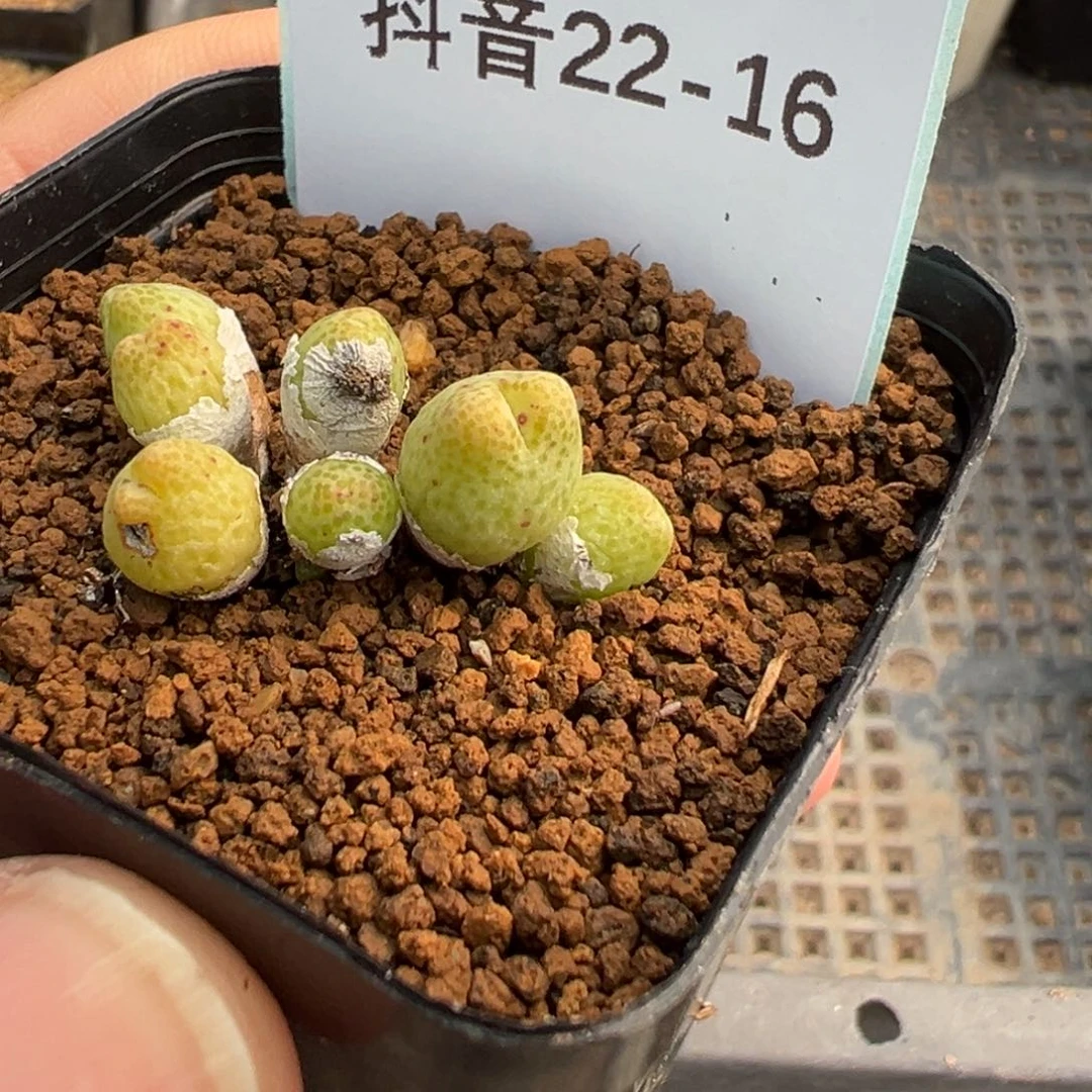 逗*22-16斑马多肉植物