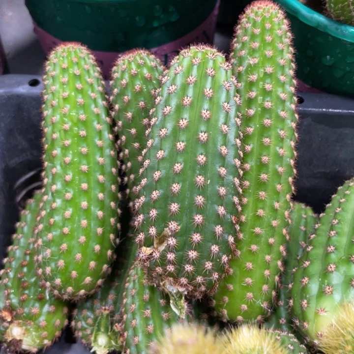 进口金妞金1侧芽一个