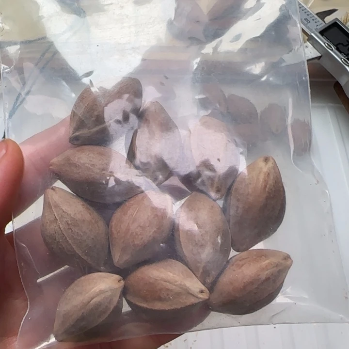 橄榄核手串/手链在***?