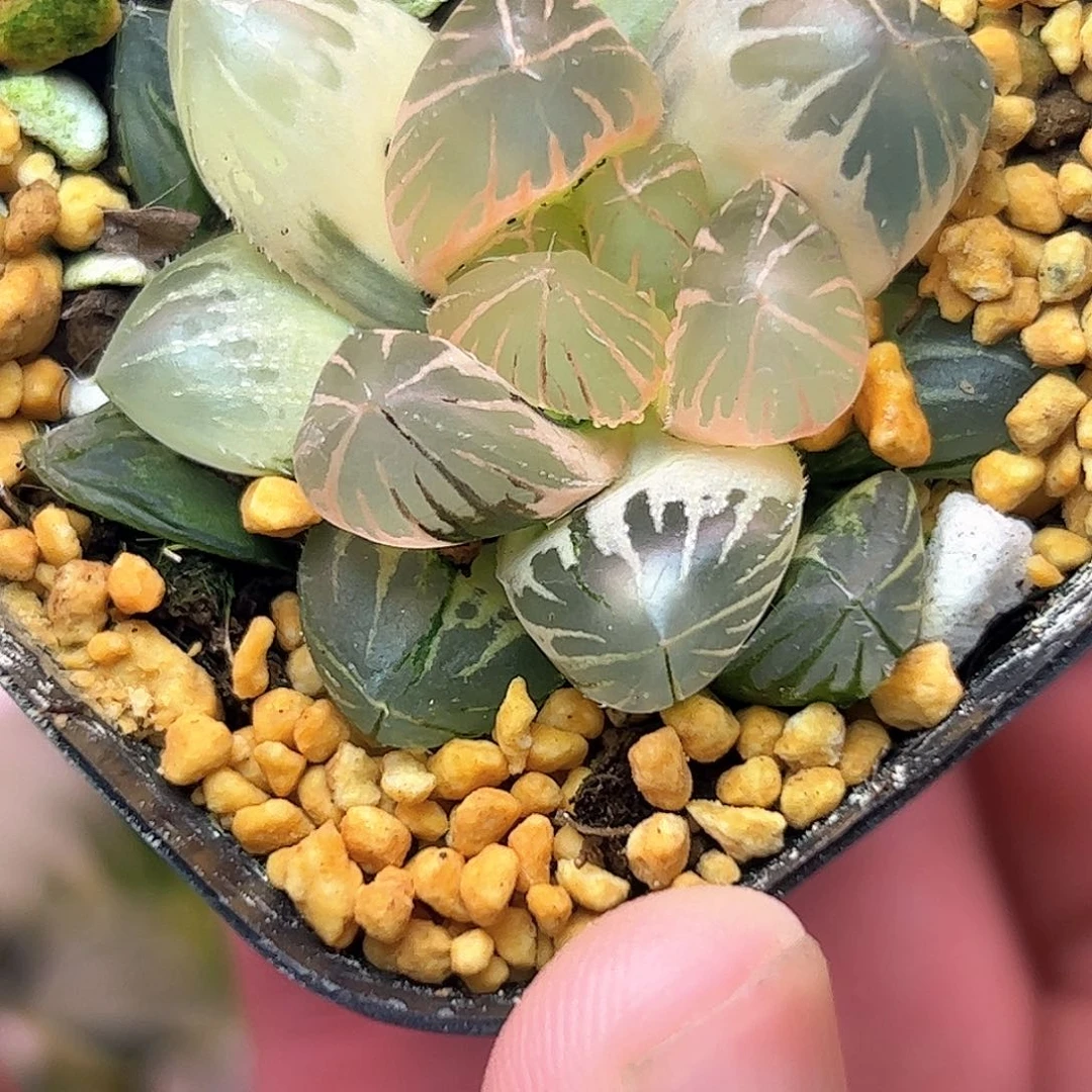 糊斑锦Om锦十二卷