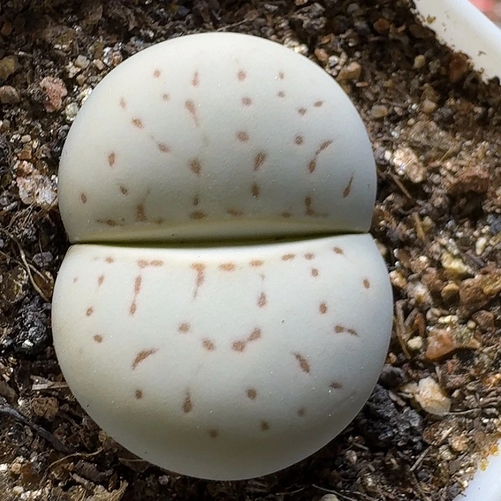 生石花111111。   29