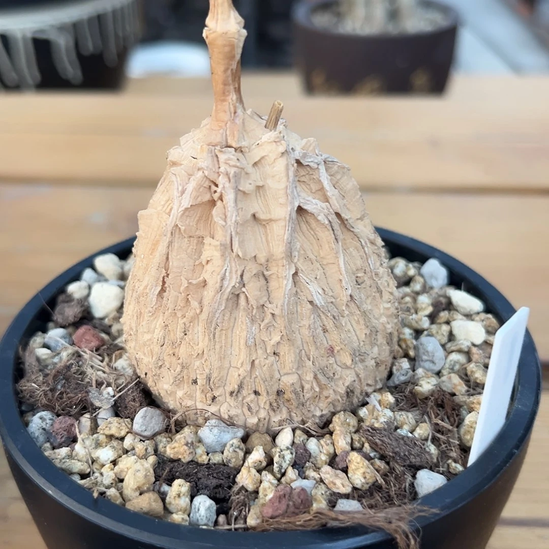 汤圆植物龟甲箩魔